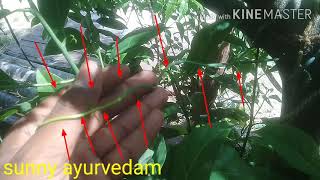 అదతకల తగ Andathukula Teega