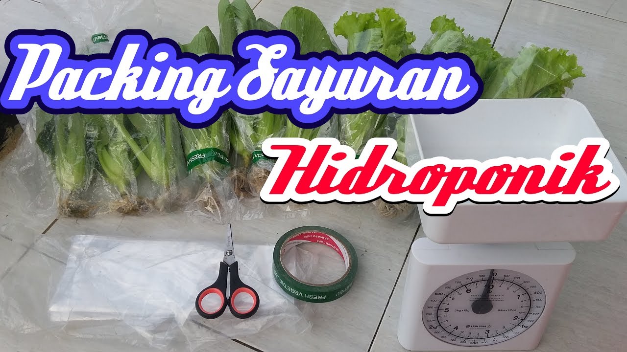 Cara mudah packing sayuran hidroponik - YouTube