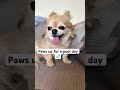 🐶 Paws Up for a Pool Day! | Hilarious Cute Dog Living Its Best Life 💦