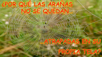 ¿Por qué se quedan quietas las arañas?