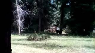 Sightings of a bear in eagles nest area