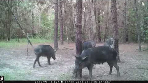 Hogs Dancing to Bebe Rexha while Rubbing on Pig Oil