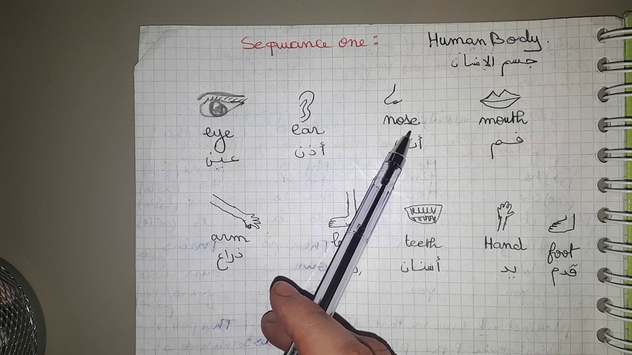 ال2متوسط Human body