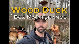 Wood Duck Box Maintenance & Repair | Adding & Repairing Boxes for 2024 Nesting Season