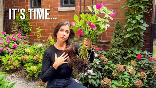 Details Why I’m Ripping Out My Annual Flowers While They Still Look Good Update