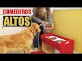 Beneficios de los comederos altos para perros