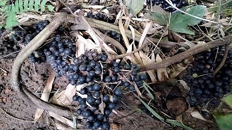 rượu nho rừng trị bệnh  gì , hái nho rừng phần 2