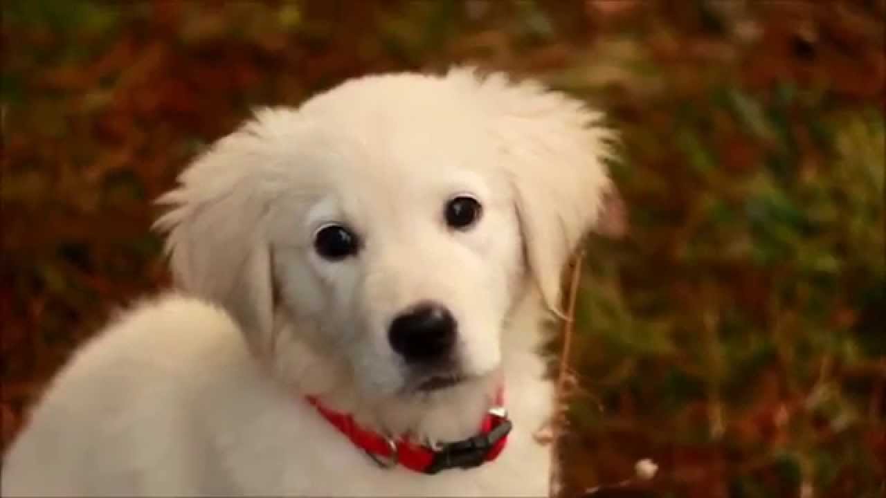 golden retriever 10 weeks golden retriever puppy 10 weeks hd golden retriever 10 weeks golden retriever puppy 10 weeks hd