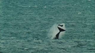 Ballena Orca lanzando a su presa por los aires