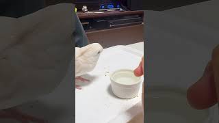 オカメインコの “ ルク ” が可愛かった。｜2026.03.21｜Shot on Apple iPhone 15 Pro MAX｜#shorts