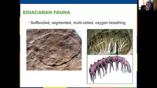 Bio 122 Video 8 Animal Evolutionary History