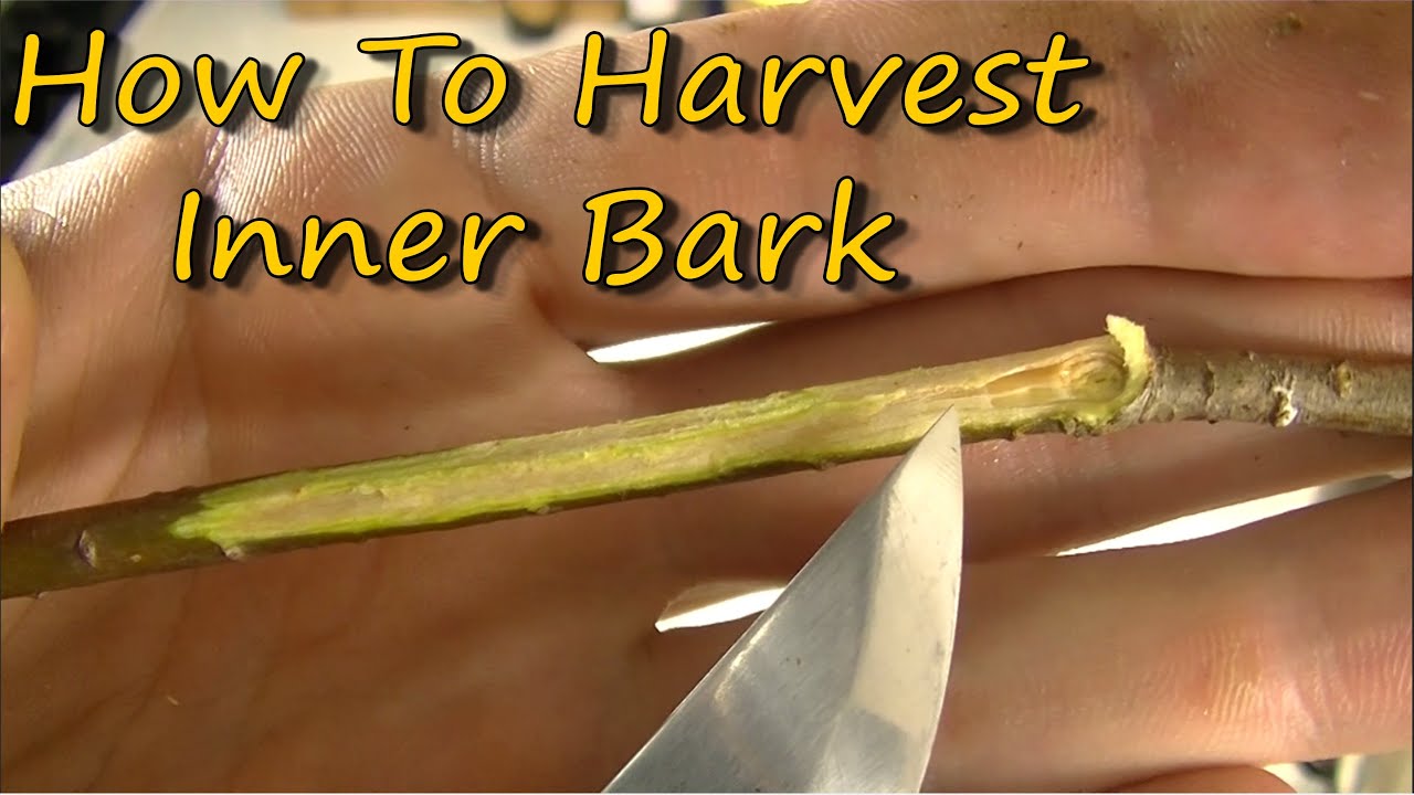 Harvesting Inner Bark For Medicine