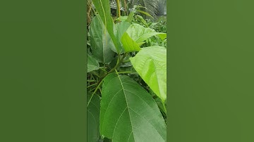 #shors cây ngái hây còn gọi là cây sung ngái