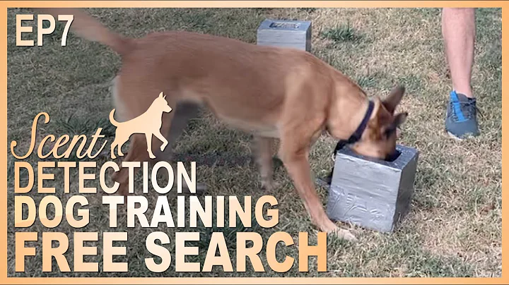How to Teach Your Dog to Search Independently! Episode 7