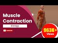 Class 11 Biology Muscle Contraction