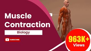 Class 11 Biology Muscle Contraction