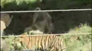TURKISH KANGAL Vs Tiger ● MΣΛL™ ●