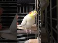小鳥のうた♪ピーチクーリピッ♪