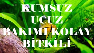 Düşük Mali̇yetli̇ Kumsuz Low Tech Bi̇tki̇li̇ Akvaryum Kurulumu? Bakimi Kolay Akvaryum Bi̇tki̇leri̇ Tanitimi