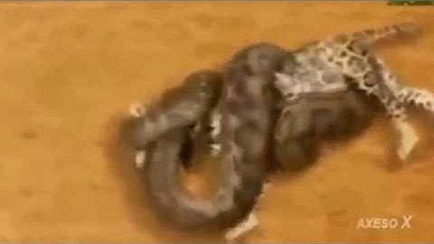 Big Cats and Reptiles dangerous battle python leopard lion cobra jaguar