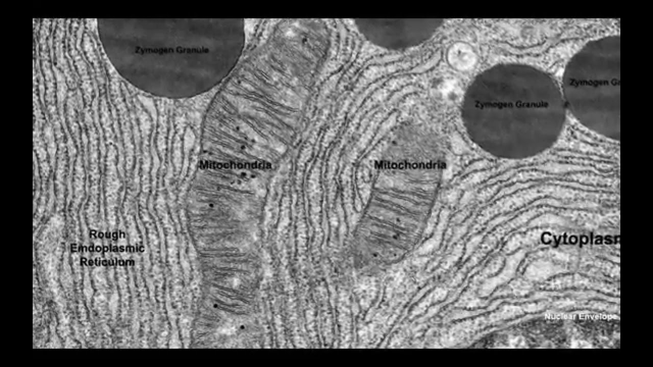 1 2 Application Organelles Within Exocrine Glands Of The Pancreas And Palisade Mesophyll Cells Youtube 1 2 Application Organelles Within Exocrine Glands Of The Pancreas And Palisade Mesophyll Cells Youtube