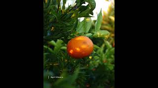 Ready To Pick The Yummy Mandarin From The Tree - Agri Fruit