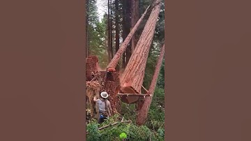 A Day of Felling Giant Dead Trees #satisfying #tree #asmr #oddlysatisfying #giant