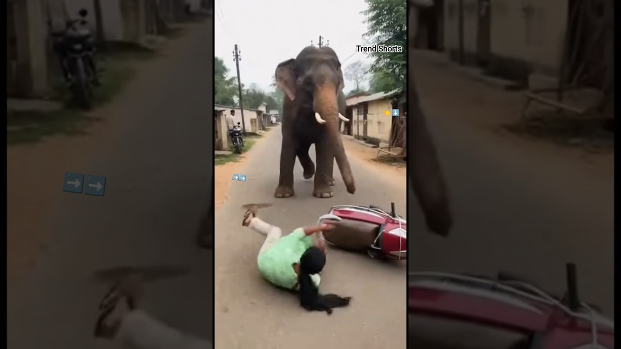 No Warning! 🐘 Elephant Charges at Woman Near Running Bikes 😱 | Real Camera 