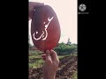 موال للكراد وعفرين من النجم احمدالعلي لاعمر البرازي 2021