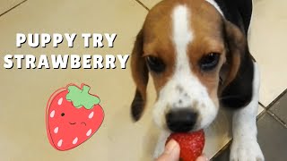 Puppy Beagle first StrawBerry🍓🍓 ¦ PipasTheBeagle by Pipas The Beagle 458 views 5 years ago 1 minute, 2 seconds