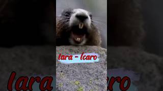 Iara - Ícaro