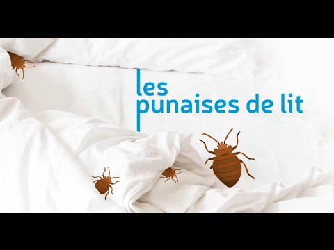 Vidéo: Combien de temps vivent les punaises de lit : caractéristiques de la vie, nutrition et faits intéressants