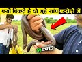 50 करोड़ से भी ऊपर का बिकता है ये साँप Why red boa snake so expensive