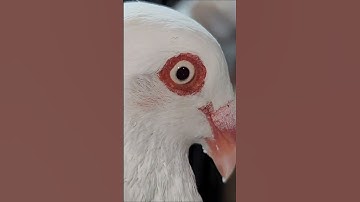 #loft #youtubeshorts