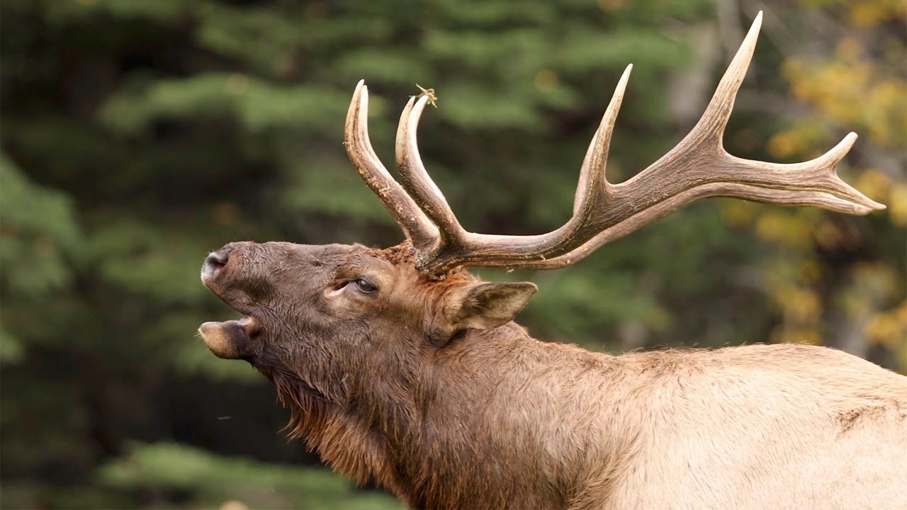 Bugling and Mating Bull Elk YouTube