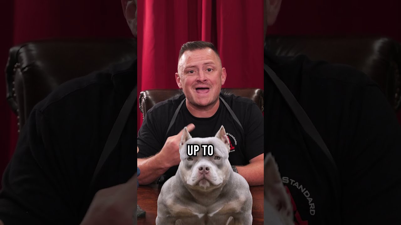 Top 3 Of The Most Expensive Dog Breeds In World