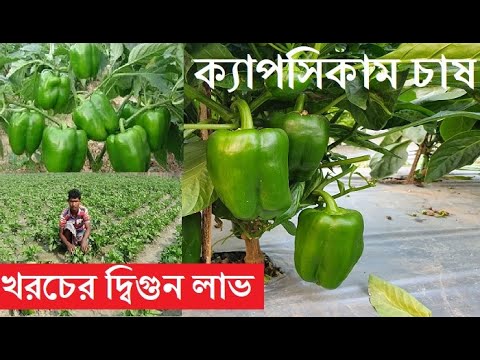 ভিডিও: গ্রিনহাউসে মিষ্টি মরিচ বাড়ছে