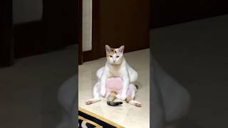 Funny Cats 😺 Episode 132 #Shorts