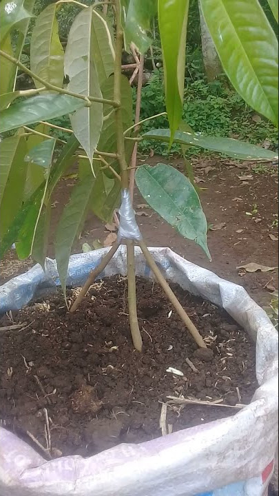 bikin 3 batang durian dalam satu pohon dari kecil/merode tempel batang
