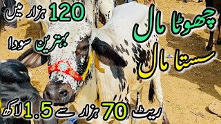 Malir Mandi Me 70K to 150k Wala Maal | Cattle Rates Updates | Cow Mandi 2024