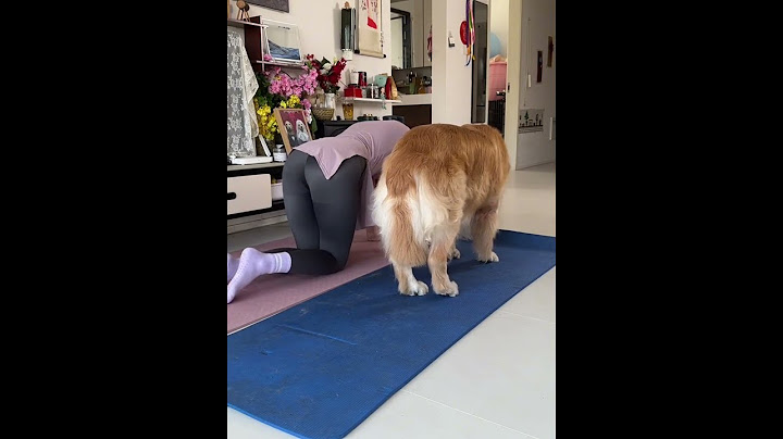 Dogs and owners behave in the same way