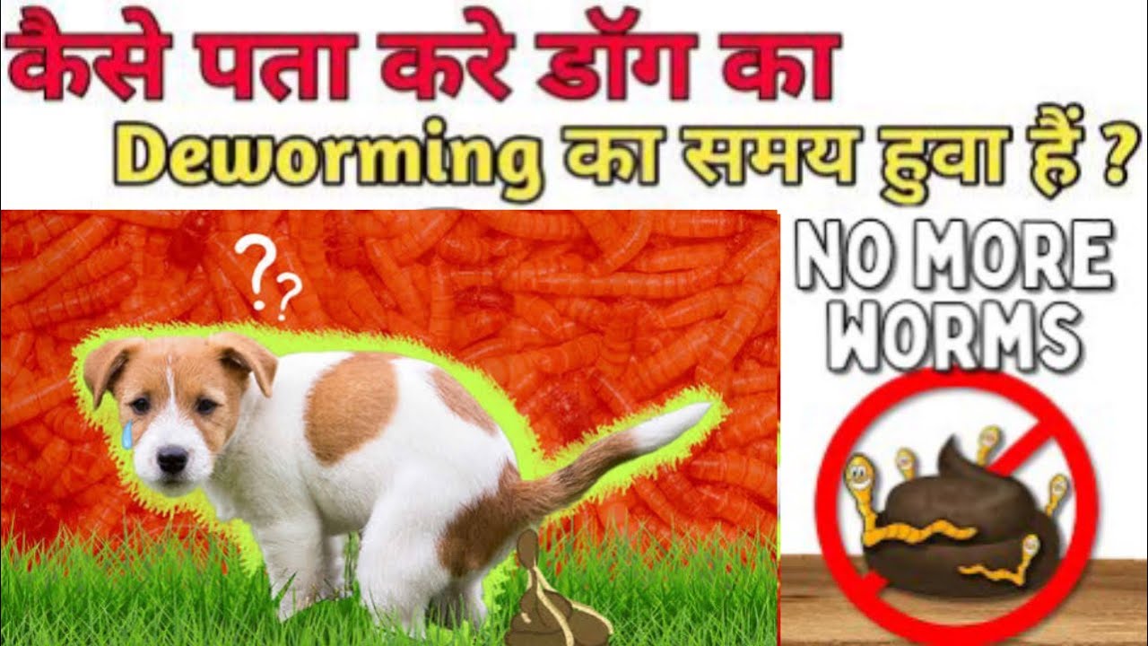 Why You Should Deworm Your Dog The Top 5 Tips From A Pet Care Expert Why You Should Deworm Your Dog The Top 5 Tips From A Pet Care Expert