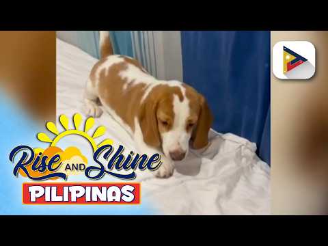 Wednesday Pet's Day | Snappy, the beagle