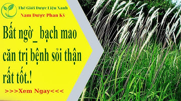 Rễ cỏ tranh, bạch mao căn vị thuốc điều trị sỏi thận hiệu quả.