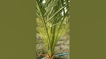 Sri Sai Dates Farm - Flowering Season 2