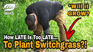 Not Too Late To Plant Switchgrass!
