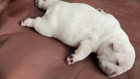 Sleepy Frenchie Dreams: Cutest French Bulldog Puppies Snoozing Compilation 💤🐾