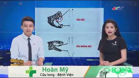 Chửa rắn cắn bằng trái đu đủ!