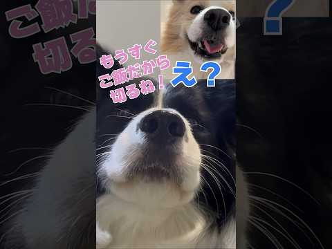 テレビ電話で彼女をデートに誘う犬【ボーダーコリー・ゴールデンレトリバー】#shorts　@koyukitoheim