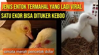 Download Lagu Entok termahal senusantara,entok paling dicari dan viral karna harganya||ENTOK NGAPAK MP3